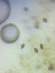 Panaeolus subbalteatus