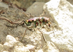 Cicindela limbalis