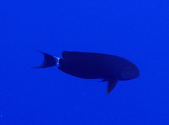 Acanthurus gahhm