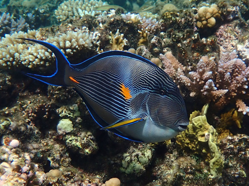 Sohal Surgeonfish — seen at this dive site