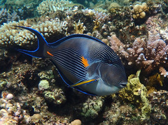 Acanthurus sohal