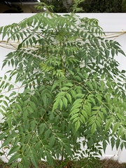 Koelreuteria paniculata