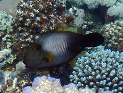 Amanses scopas