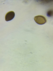 Panaeolus subbalteatus