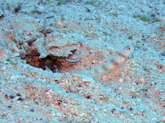 Amblyeleotris steinitzi