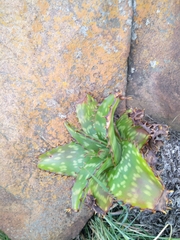 Aloe greatheadii davyana