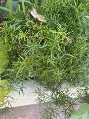 Asparagus