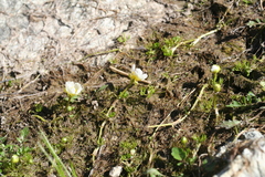 Ranunculus confervoides