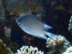 Amblyglyphidodon indicus