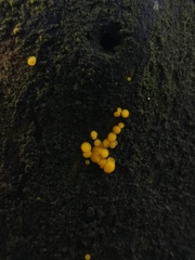 Calycina citrina