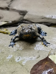 Bombina variegata pachypus