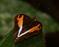 Adelpha cocala cocala