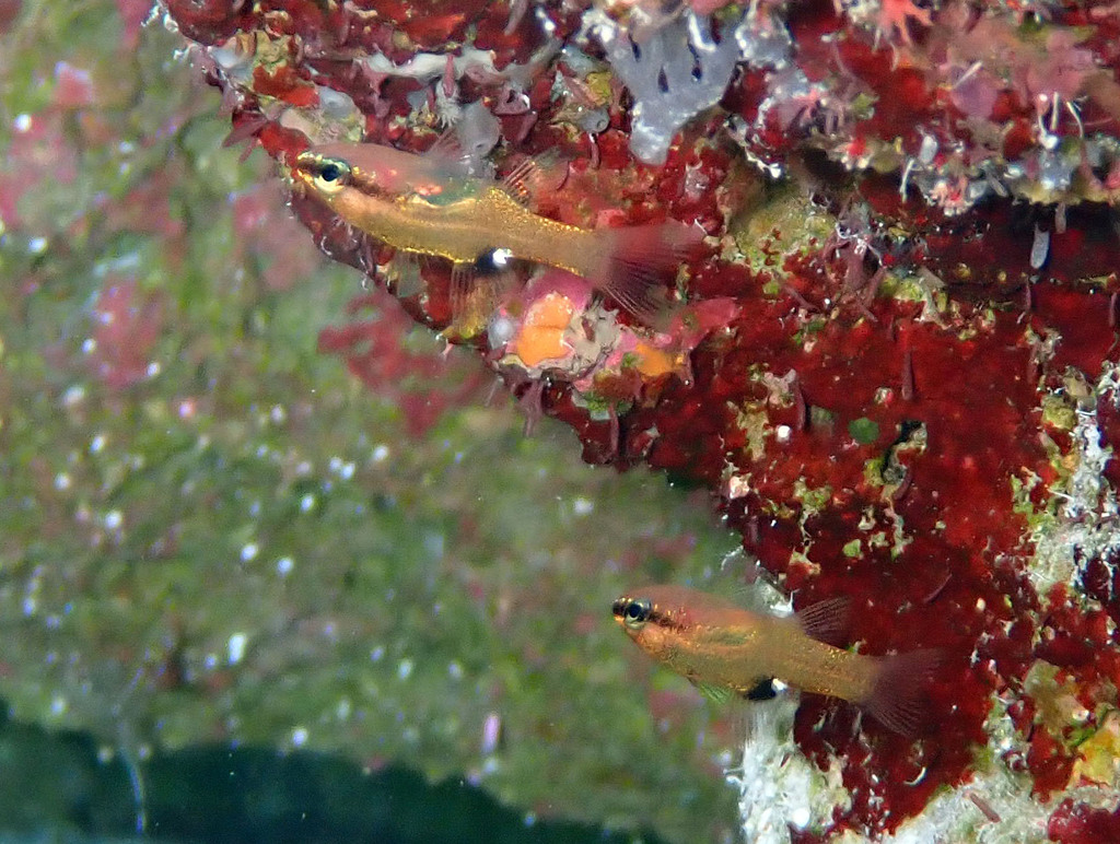 Grapefruit Cardinalfish