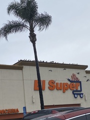 Columba livia domestica