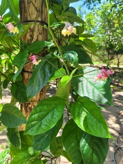 Clerodendrum umbellatum