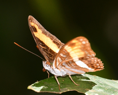 Adelpha cocala cocala