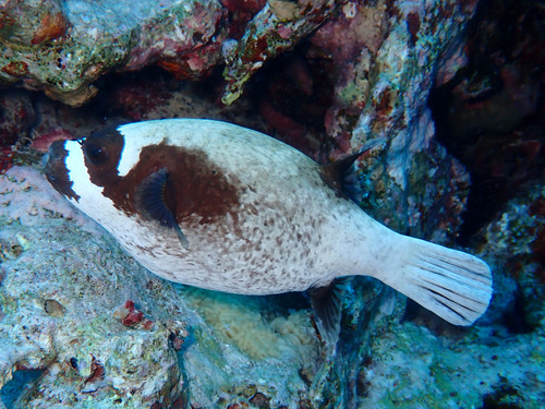 Masked Puffer — seen at this dive site