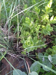 Chascanum hederaceum
