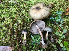 Psilocybe caerulescens
