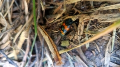 Nicrophorus mexicanus