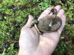 Psilocybe caerulescens