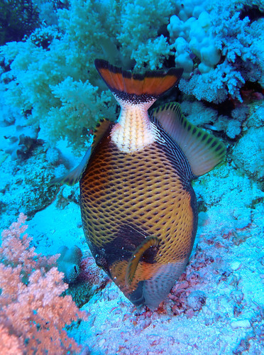 Titan Triggerfish — seen at this dive site