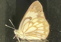 Belenois aurota aurota