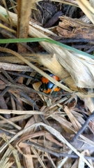 Nicrophorus mexicanus