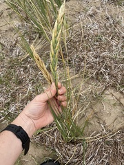 Thinopyrum distichum