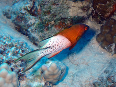 Bodianus anthioides