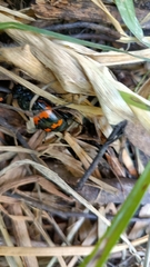 Nicrophorus mexicanus