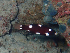 Bodianus axillaris