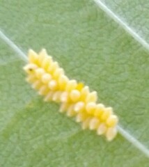 Xanthogaleruca luteola