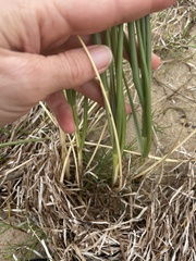 Thinopyrum distichum