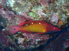 Bodianus diana