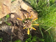 Leonotis nepetifolia