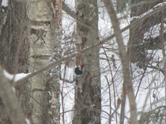 Dendrocopos leucotos