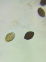 Panaeolus subbalteatus