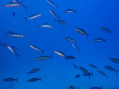 Caesio striata