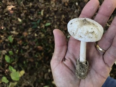 Amanita murrilliana