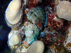 Calotomus viridescens