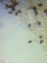 Panaeolus subbalteatus