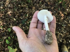 Amanita murrilliana