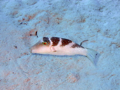 Canthigaster cyanospilota
