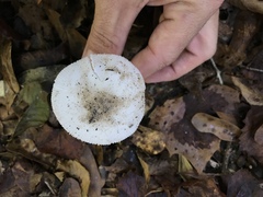 Amanita murrilliana