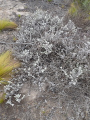 Helichrysum petiolare