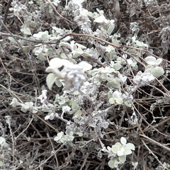 Helichrysum petiolare