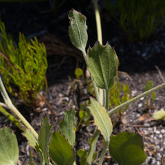 Centella difformis