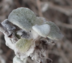 Helichrysum petiolare