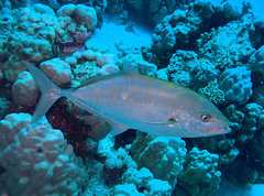 Flavocaranx bajad